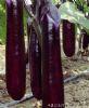 供应佛光紫长茄—茄子种子