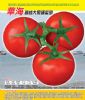 供应华海番茄—番茄种子