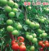 供应蓝钻118—番茄种子