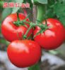 供应盛丽红—番茄种子