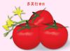 供应多美拉—番茄种子