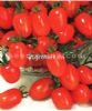 供应亚蔬王子F1—番茄种子
