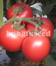 供应巴顿—番茄种子