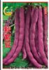 供应精选秋紫豆-菜豆种子