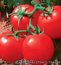 供应鸿福番茄种子