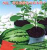 供应日本P1XP2 --西瓜种子