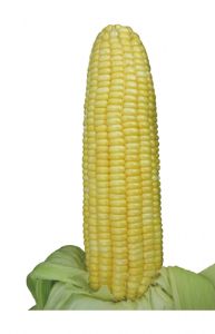 供应山峰—玉米种子