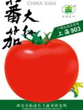供应上海903—番茄种子