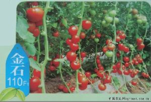 供应金石110F1—番茄种子