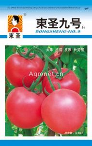 供应东圣九号——番茄种子