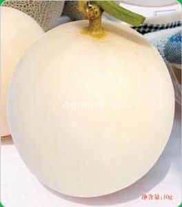 白香蜜——香瓜种子