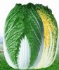 供应赛金—白菜种子