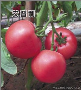 供应艾普利—番茄种子