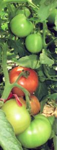 供应红满园—番茄种子