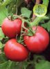 供应魁冠K100—番茄种子