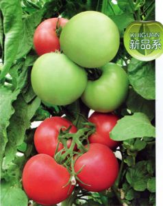 供应魁冠K239—番茄种子