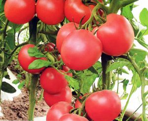 供应棚悦—番茄种子