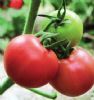 供应魁冠K618—番茄种子