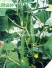 河童盛夏——黄瓜种子