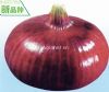 红玉——葱类种子