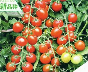 铃铃41——番茄种子