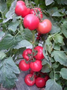 供应纽内姆赞誉—番茄种子