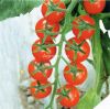 小铃——番茄种子