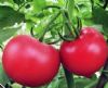 供应果美—番茄种子