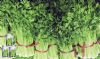 供应绿迪—芹菜种子