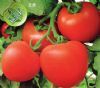 供应红盾—番茄种子