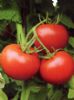 供应元宝—番茄种子