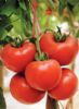 供应魁冠红福—番茄种子