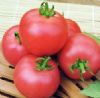供应魁冠V81—番茄种子