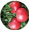 供应魁冠圣美—番茄种子