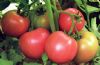 供应魁冠奇美—番茄种子