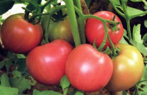 供应魁冠奇美—番茄种子