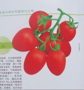 供应红石M-12——番茄种子