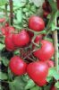 供应果宜—番茄种子