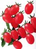 供应魁冠粉秀—番茄种子
