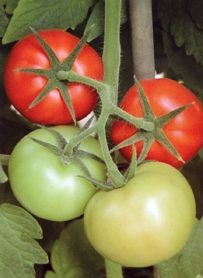 供应鸿达—番茄种子