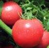 供应魁冠二号—番茄种子
