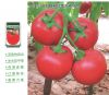 供应春秋288—番茄种子