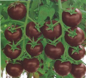 供应乌梅—番茄种子