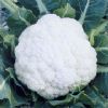 供应松雪50—花椰菜种子