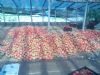 供应硬粉118-西红柿