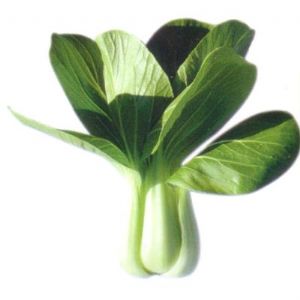 供应绿丽—油菜种子