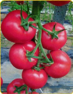 供应粉迪凯—番茄种子