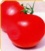 供应美特—番茄种子