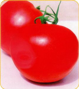 供应美特—番茄种子