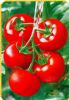 供应圣红—番茄种子